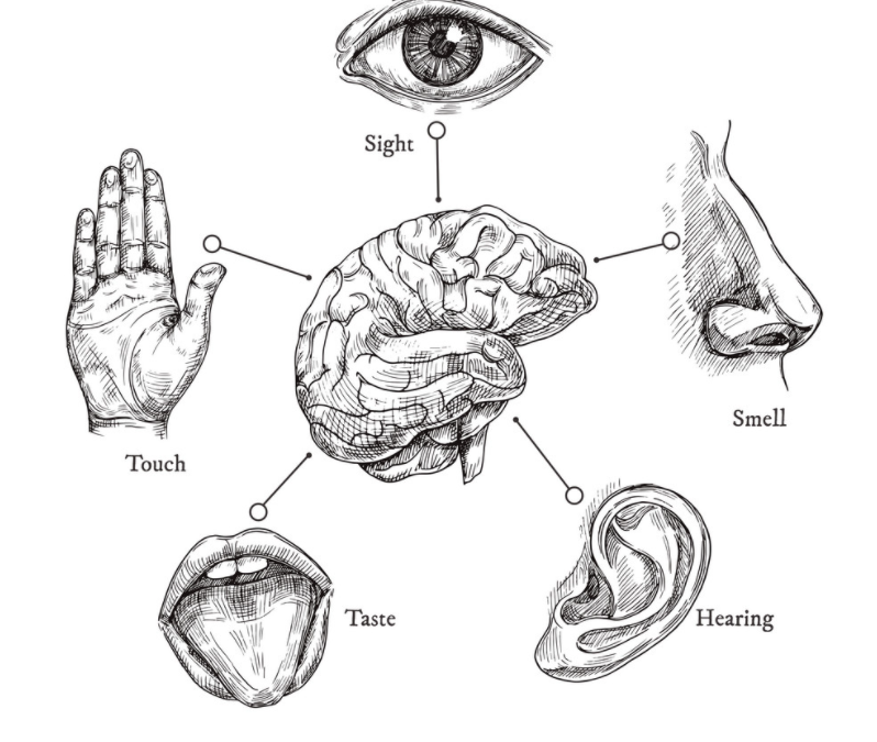 Graphic of brain connection with our five senses